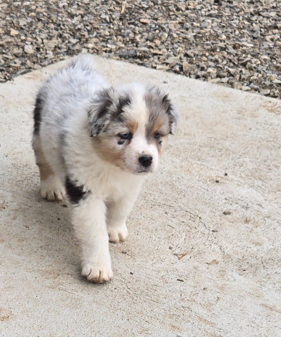 De La Bastide Des Combettes - Chiots disponibles - Berger Australien