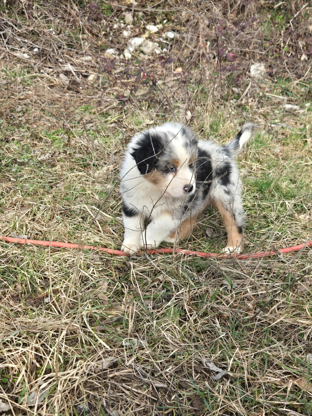De La Bastide Des Combettes - Chiots disponibles - Berger Australien