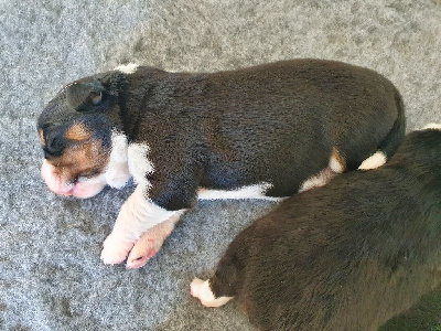 TARA